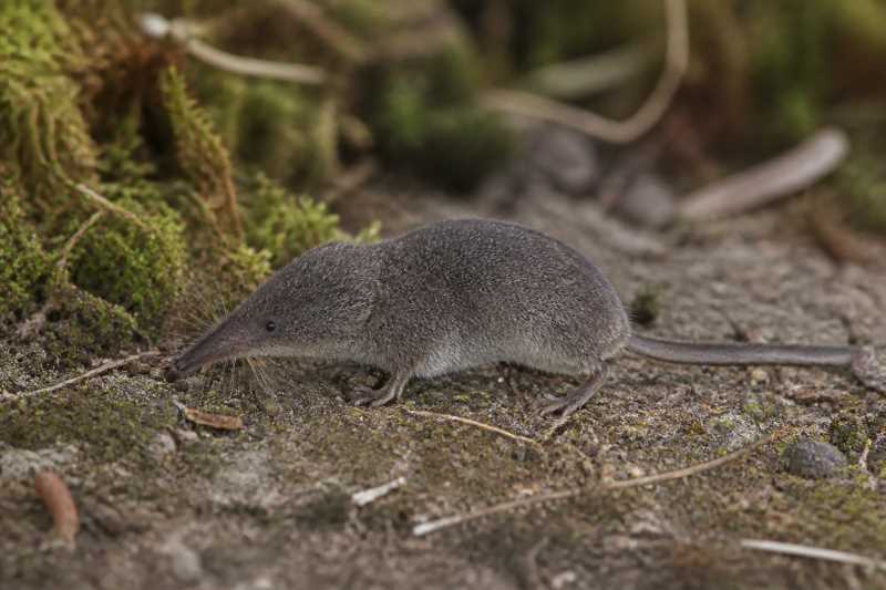 Image of a Kozlov's Shrew in its natural habitat
