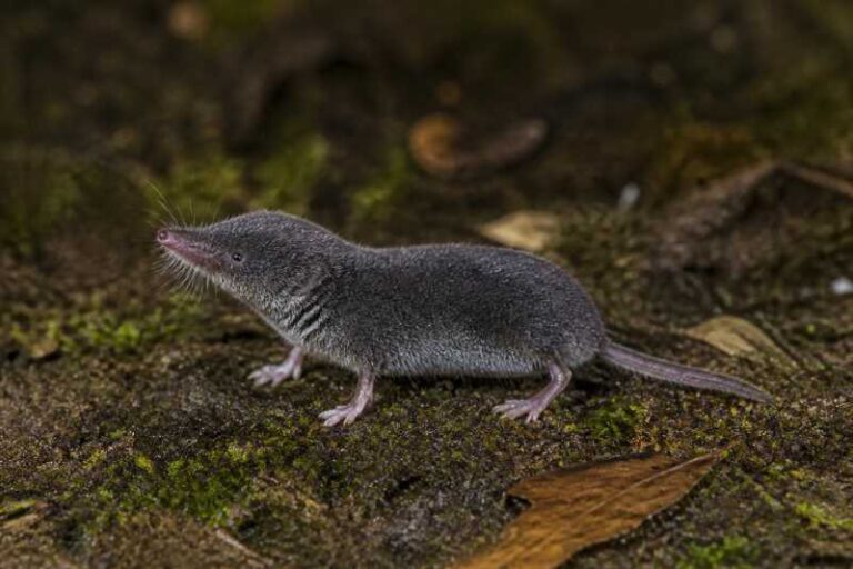 Image of a Kuroda's White-toothed Shrew in its natural habitat