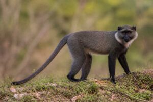 Image of a L'Hoest's Monkey in its natural habitat