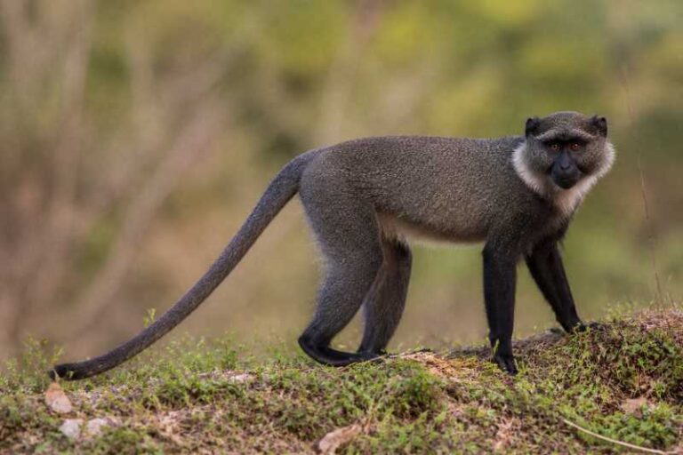 Image of a L'Hoest's Monkey in its natural habitat