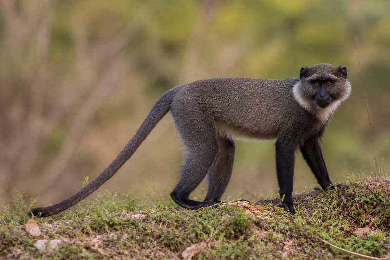 Image of a L'Hoest's Monkey in its natural habitat