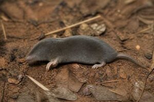 Image of a La Touche's Mole in its natural habitat