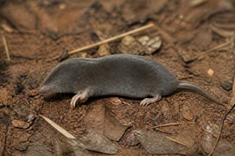 Image of a La Touche's Mole in its natural habitat