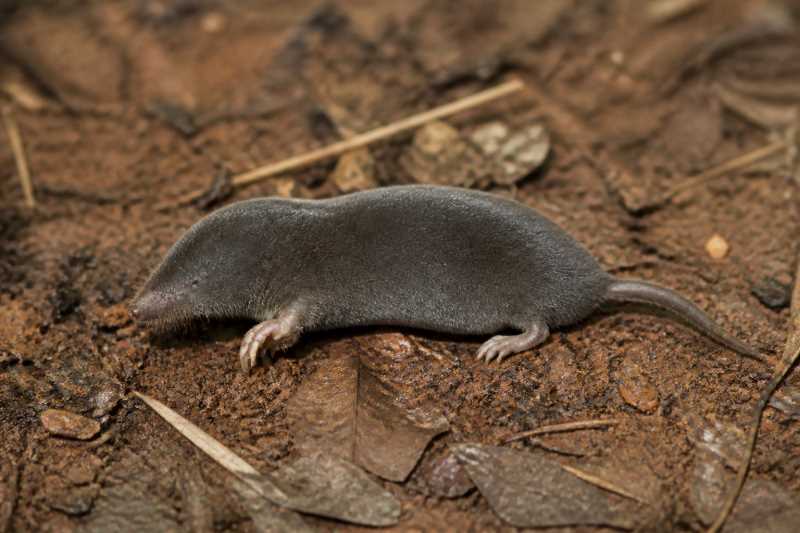 Image of a La Touche's Mole in its natural habitat