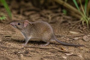 Image of a Labo Shrew Rat in its natural habitat
