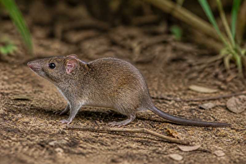 Image of a Labo Shrew Rat in its natural habitat
