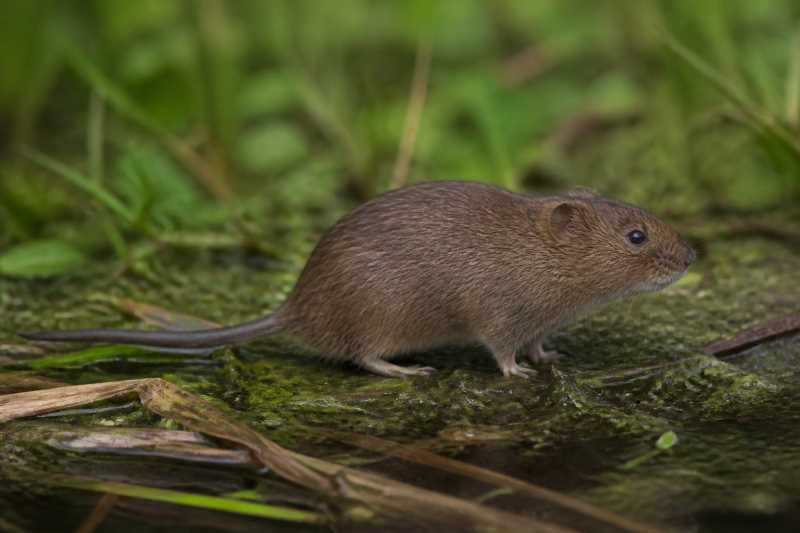 Image of a Lacustrine Vole in its natural habitat