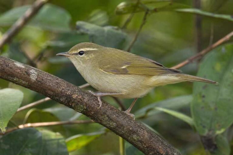 Image of a Large-billed Leaf Warbler in its natural habitat