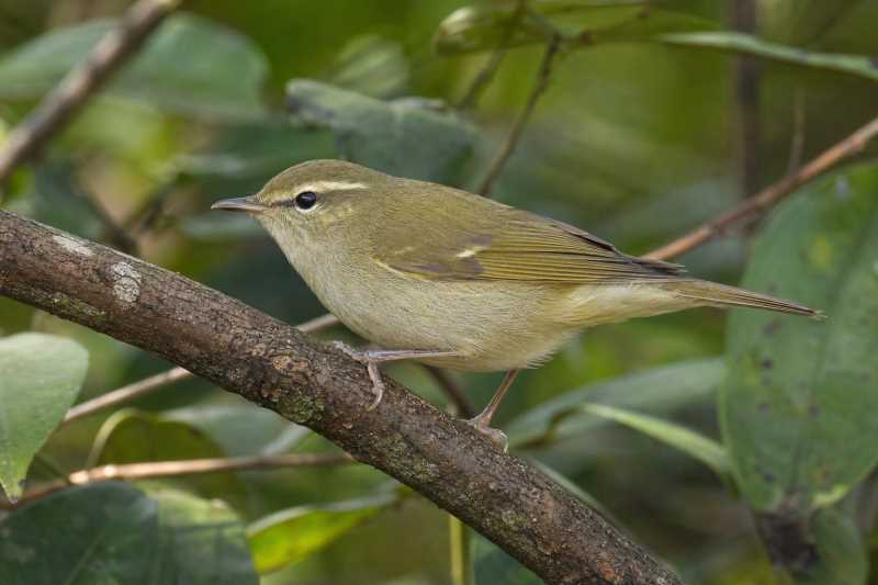 Image of a Large-billed Leaf Warbler in its natural habitat