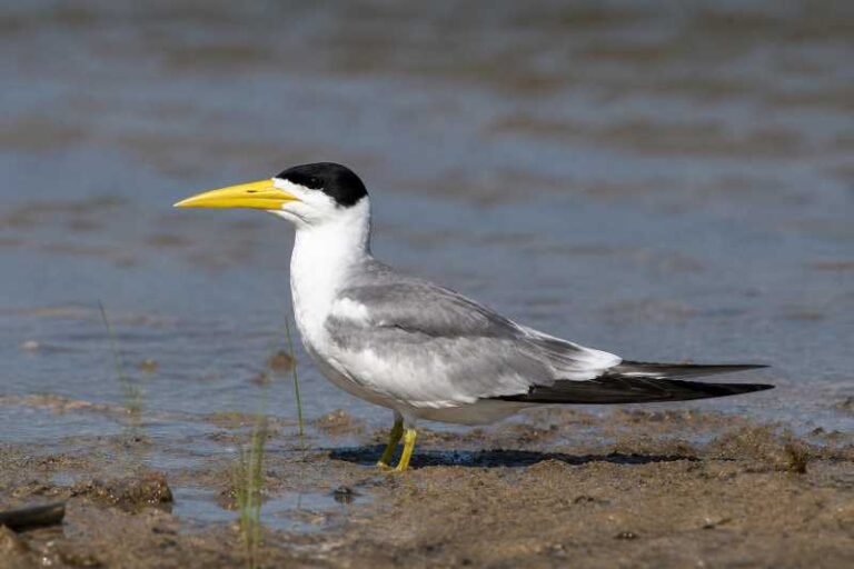 Image of a Large-billed Tern in its natural habitat