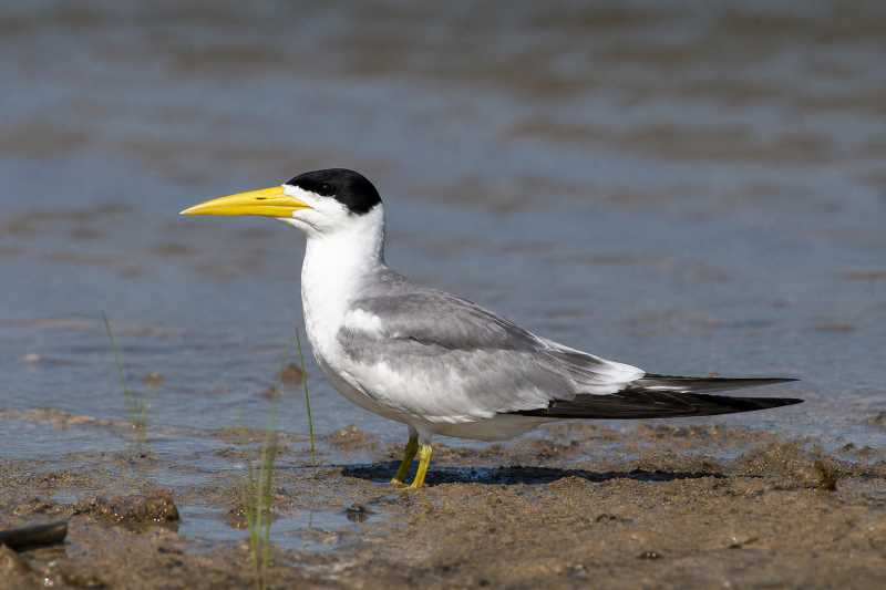 Image of a Large-billed Tern in its natural habitat