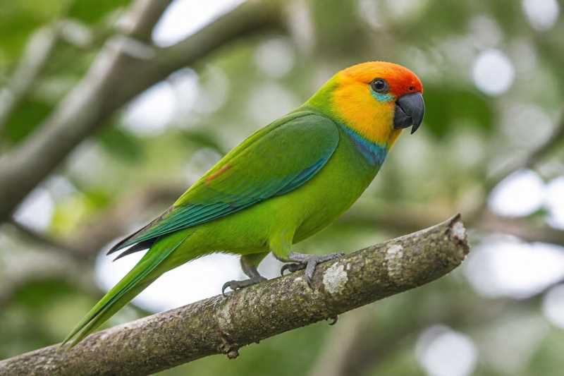 Image of a Large Fig Parrot in its natural habitat