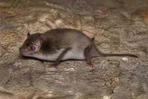 Image of a Le Sueur's Wing-gland Bat in its natural habitat