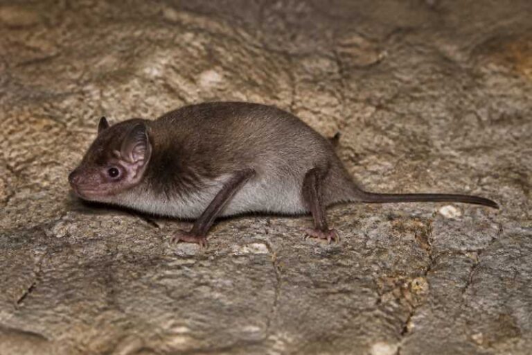 Image of a Le Sueur's Wing-gland Bat in its natural habitat