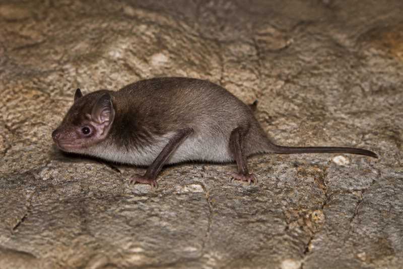 Image of a Le Sueur's Wing-gland Bat in its natural habitat