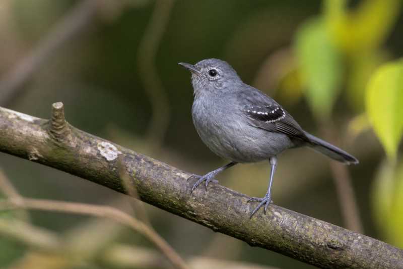 Image of a Leaden Antwren in its natural habitat