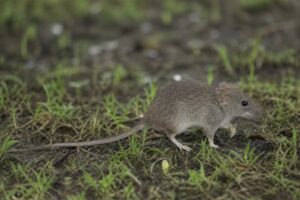 Image of a Least Groove-toothed Swamp Rat in its natural habitat