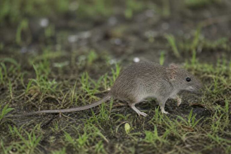 Image of a Least Groove-toothed Swamp Rat in its natural habitat