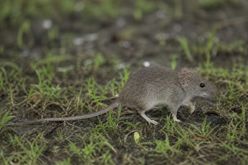 Image of a Least Groove-toothed Swamp Rat in its natural habitat