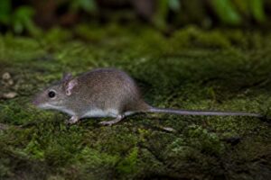 Image of a Least Philippine Forest Mouse in its natural habitat