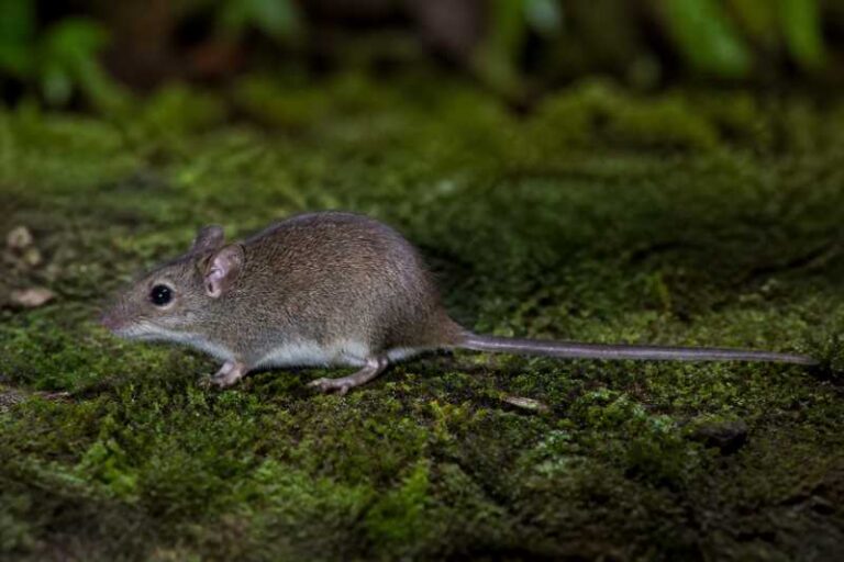 Image of a Least Philippine Forest Mouse in its natural habitat