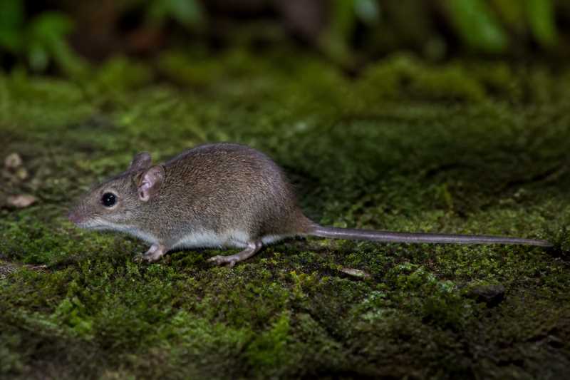 Image of a Least Philippine Forest Mouse in its natural habitat