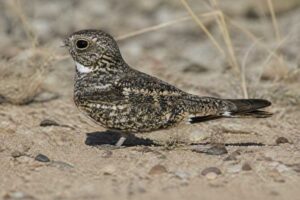 Image of a Least Nighthawk in its natural habitat