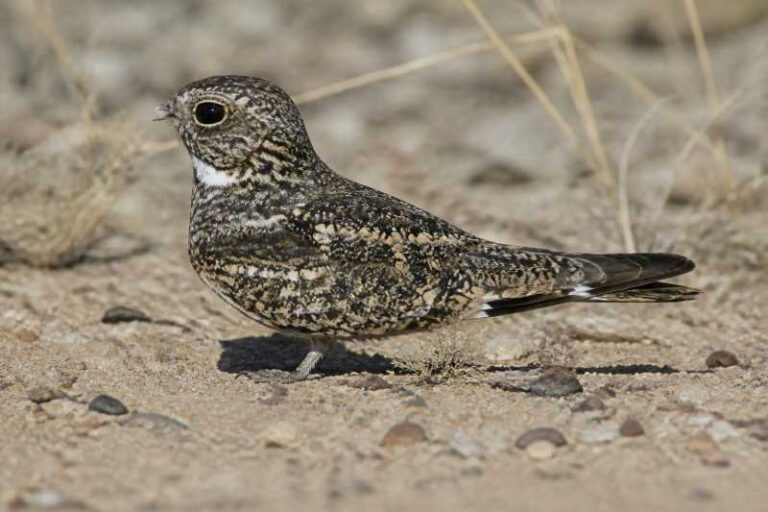 Image of a Least Nighthawk in its natural habitat