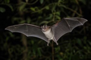 Image of a Lesser Bulldog Bat in its natural habitat
