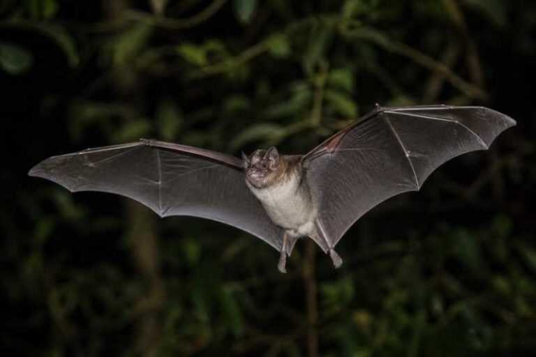 Image of a Lesser Bulldog Bat in its natural habitat
