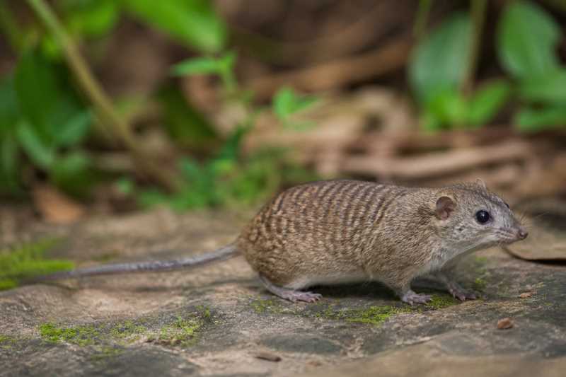 Image of a Lesser Marmoset Rat in its natural habitat