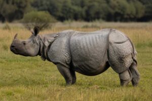 Image of a Lesser One-horned Rhinoceros in its natural habitat