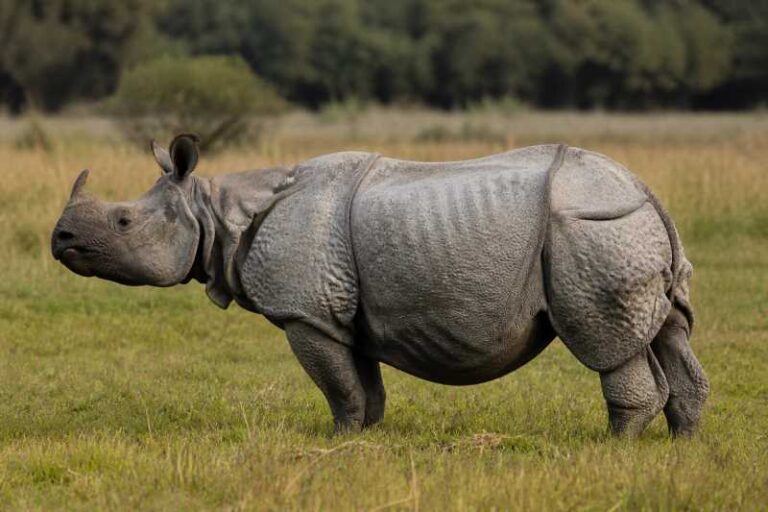 Image of a Lesser One-horned Rhinoceros in its natural habitat