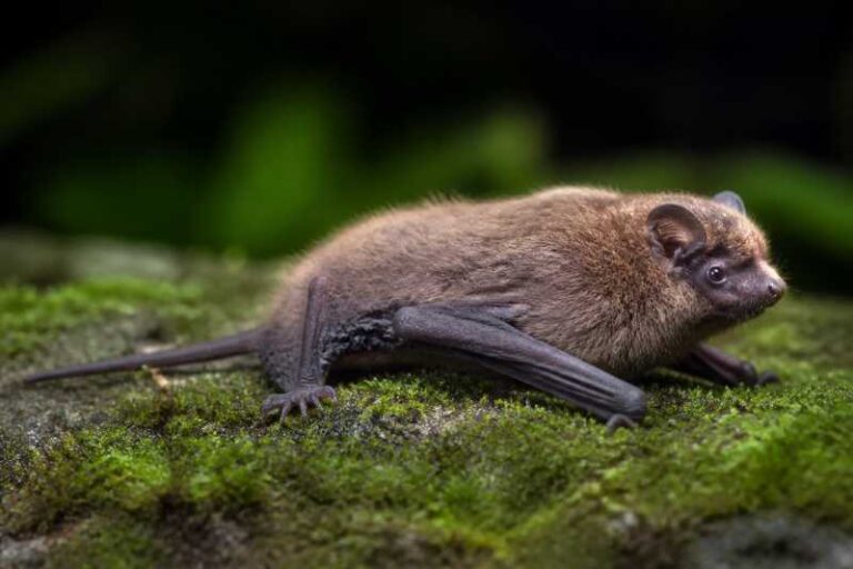Image of a Lesser Papuan Pipistrelle in its natural habitat