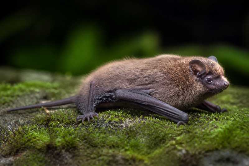 Image of a Lesser Papuan Pipistrelle in its natural habitat
