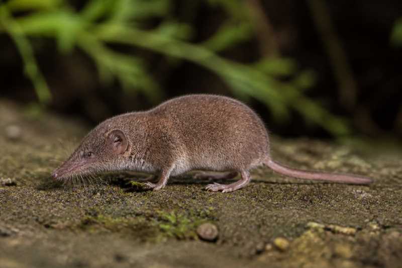 Image of a Lesser Red White-toothed Shrew in its natural habitat