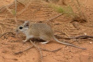 Image of a Lesser Stick-nest Rat in its natural habitat