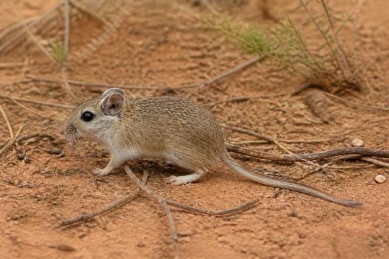 Image of a Lesser Stick-nest Rat in its natural habitat