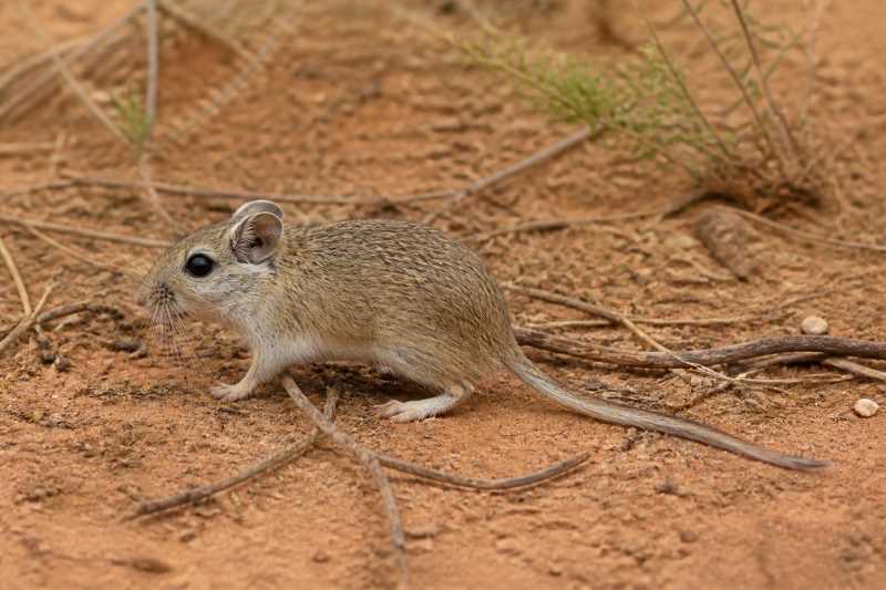 Image of a Lesser Stick-nest Rat in its natural habitat