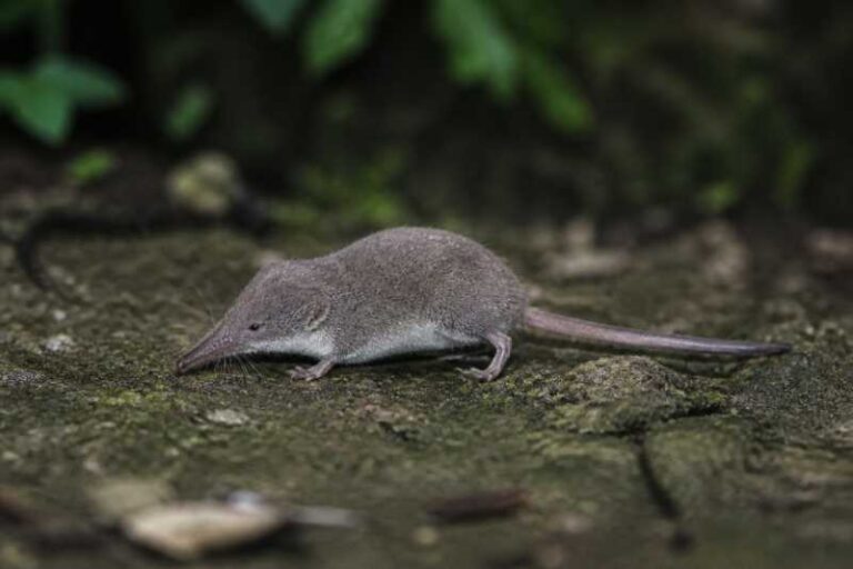 Image of a Lesser Taiwanese Brown-toothed Shrew in its natural habitat