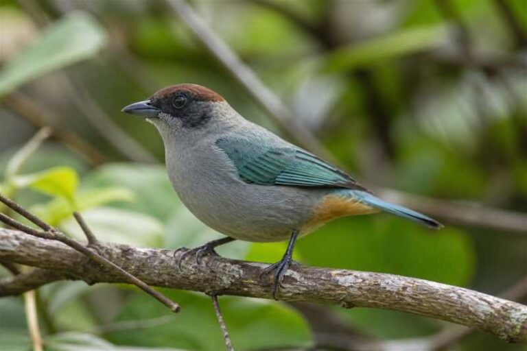 Image of a Lesser Antillean Tanager in its natural habitat