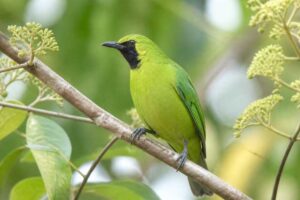Image of a Lesser Green Leafbird in its natural habitat