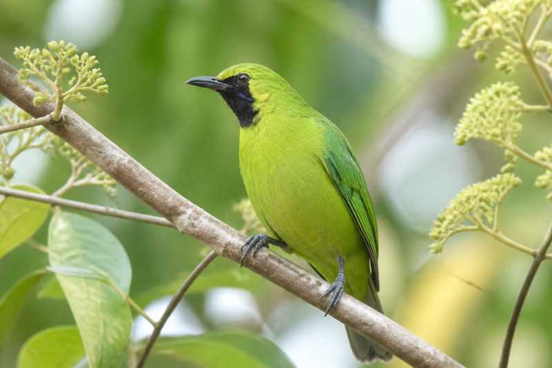 Image of a Lesser Green Leafbird in its natural habitat