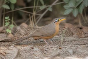 Image of a Lesser Ground Cuckoo in its natural habitat