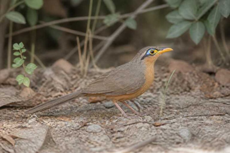 Image of a Lesser Ground Cuckoo in its natural habitat