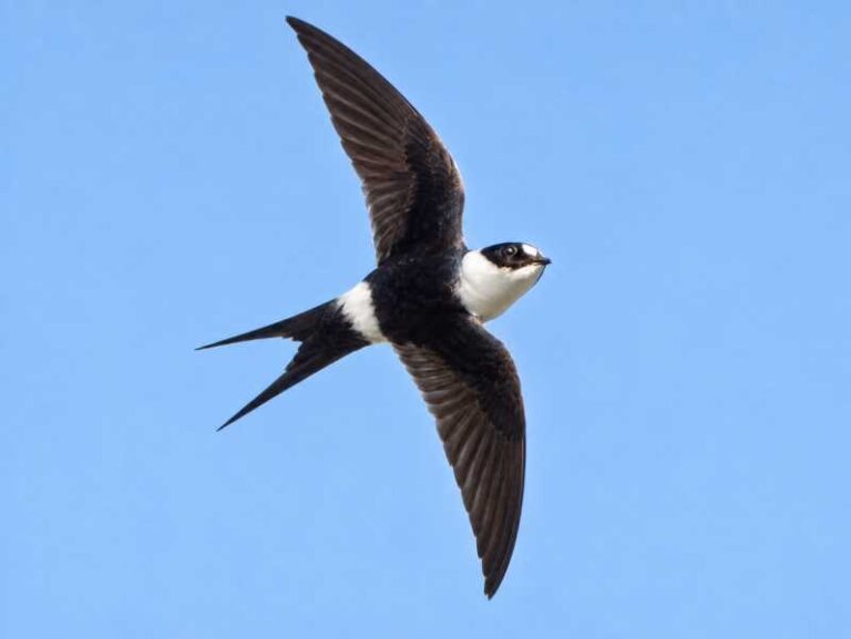 Image of a Lesser Swallow-tailed Swift in its natural habitat