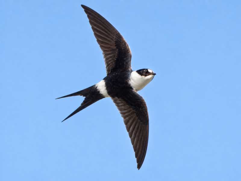 Image of a Lesser Swallow-tailed Swift in its natural habitat