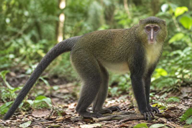 Image of a Lesula in its natural habitat