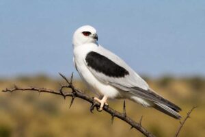 Image of a Letter-winged Kite in its natural habitat
