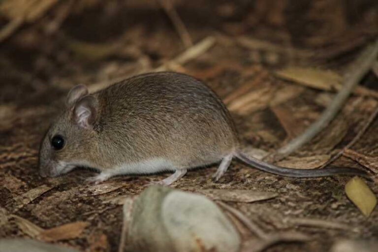 Image of a Lillo's Akodont in its natural habitat
